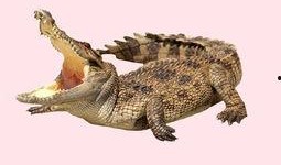 麻豆兽,揭秘虚拟偶像的崛起与未来